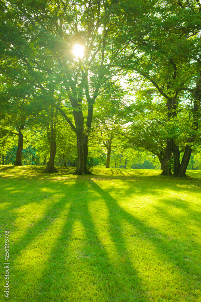 Obraz premium sunshine tree in the morning