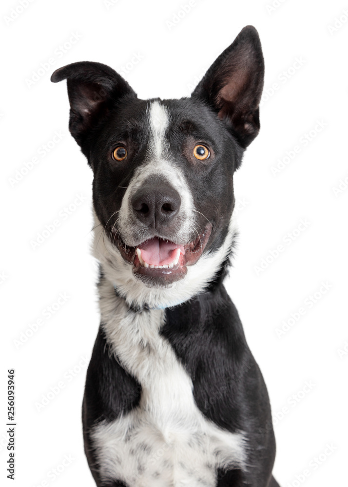 Happy Smiling Border Collie Crossbreed Dog Closeup