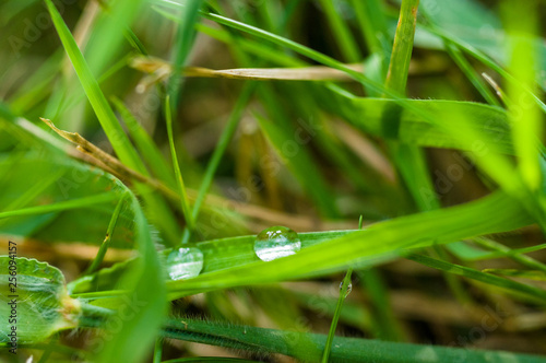 Drops of water on the green grass after rain, macro