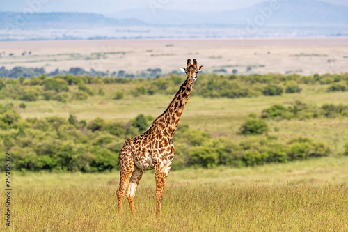 Masai Giraffe Standing Alone in Kenya Africa © adogslifephoto