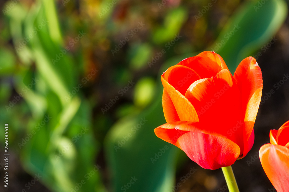 Naklejka premium colorful tulips in early spring in the garden