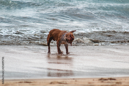 Bull terrier feliz dándose un chapuzón en la playa