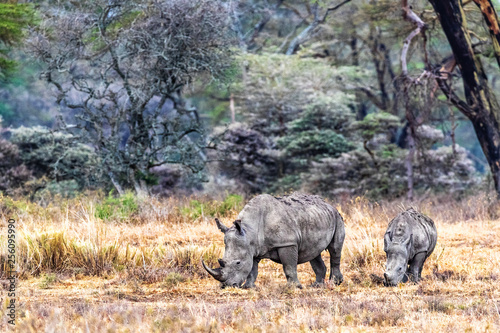 Mother and Calf White Rhino in Kenya