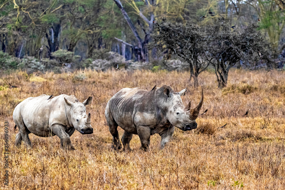 Fototapeta premium Rhinoceros With Calf in Lake Nakuru