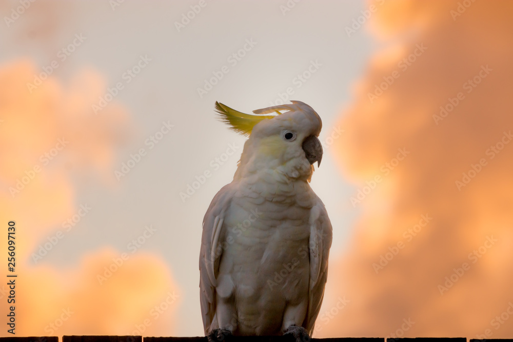 male cockatoo white parrot perching fence with orange and pink sky clouds sunlight bird sunrise beautiful morning  Gold Coast Australia 