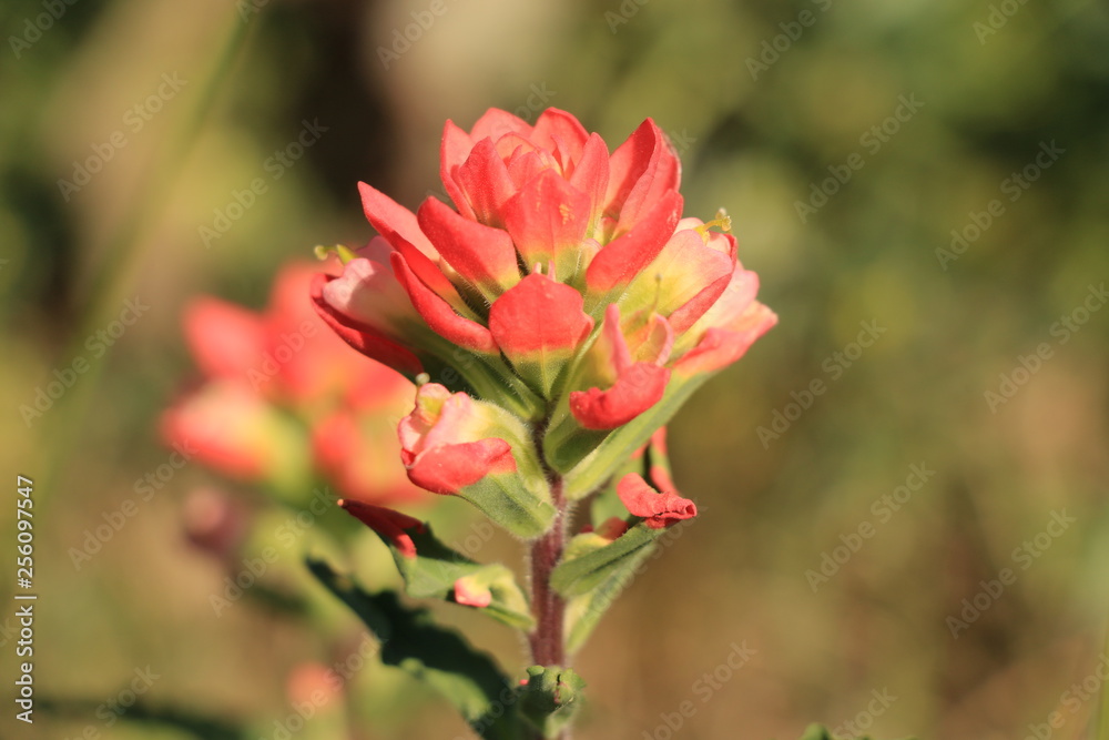 Indian Paintbrush Side View