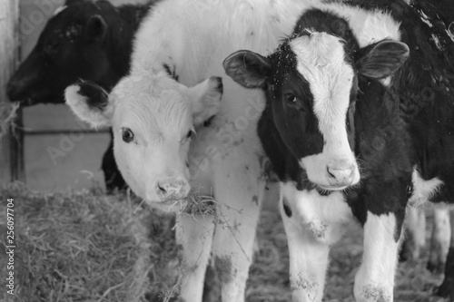 Beef Cattle on Farm