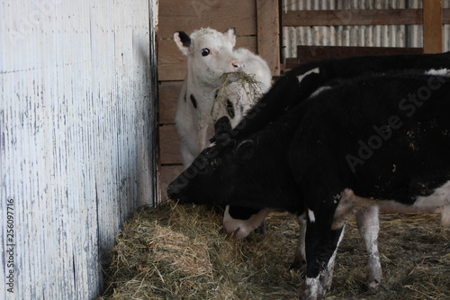 Beef Cattle on Farm