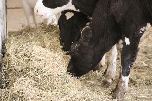 Beef Cattle on Farm