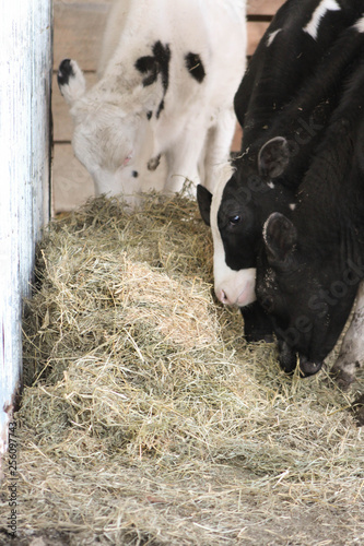 Beef Cattle on Farm