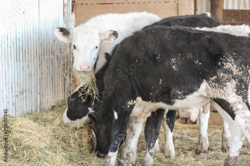 Beef Cattle on Farm