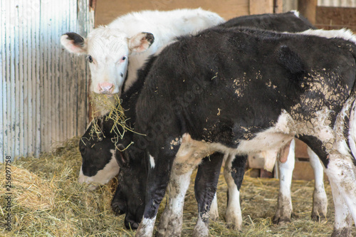 Beef Cattle on Farm