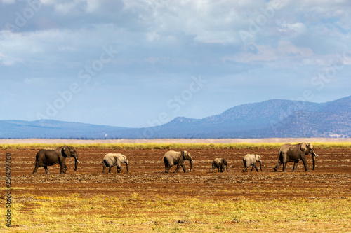 Row of Elephants Walking in Dried Lake