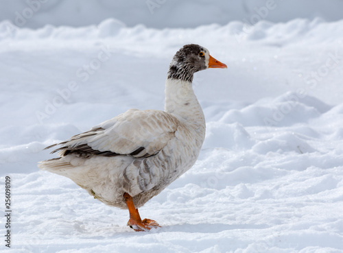 Schilderij op canvas Gaggle of domestic geese in snowy farmyard