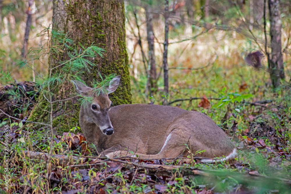 Closeup of a female White Tailed Deer lying in the woods. Closeup of a female White Tailed Deer lying in the woods.