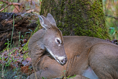 Fototapeta Naklejka Na Ścianę i Meble -  A female White Tailed Deer sleeps in the woods.