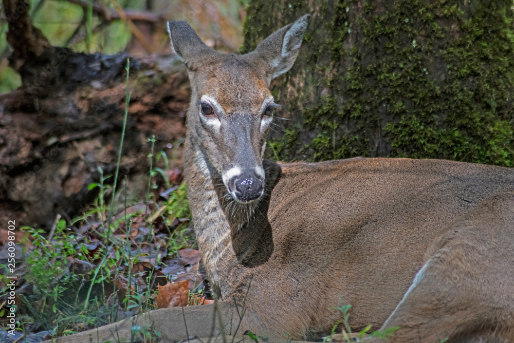 Closeup of a female White Tailed Deer lying in the woods. Closeup of a female White Tailed Deer lying in the woods.