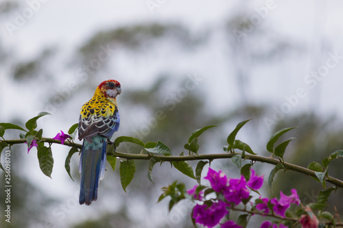 exotic bird Eastern Rosella Platycercus parrot colourful and beautiful bird perching pink bougainvillea flowers summer spring Gold Coast Australia