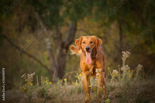 Golden Retriever dog outdoor portrait standing in field