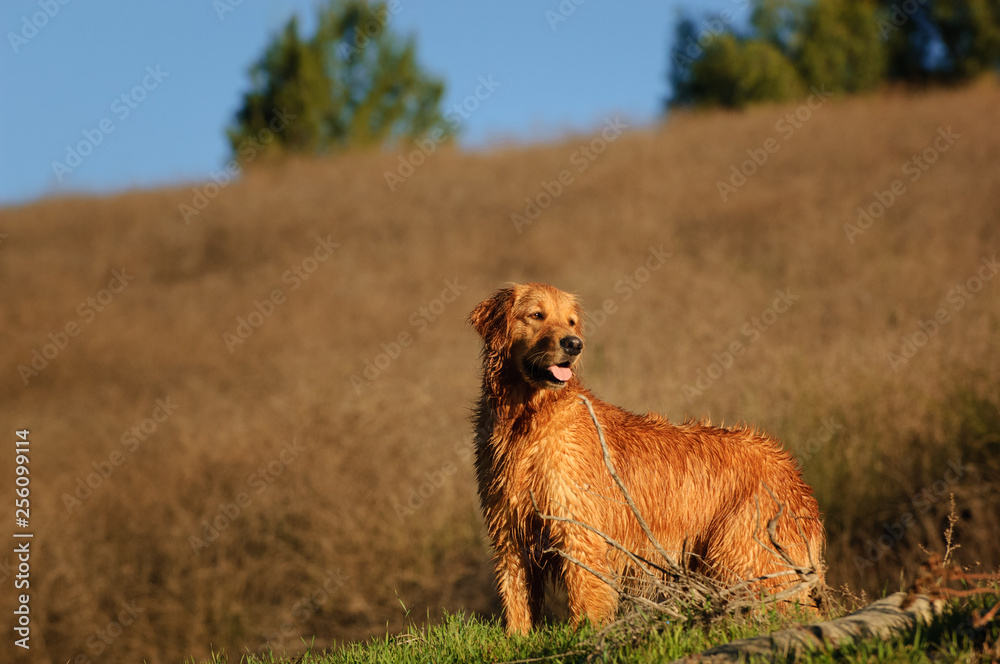 Golden Retriever dog outdoor portrait standing at bottom of hill