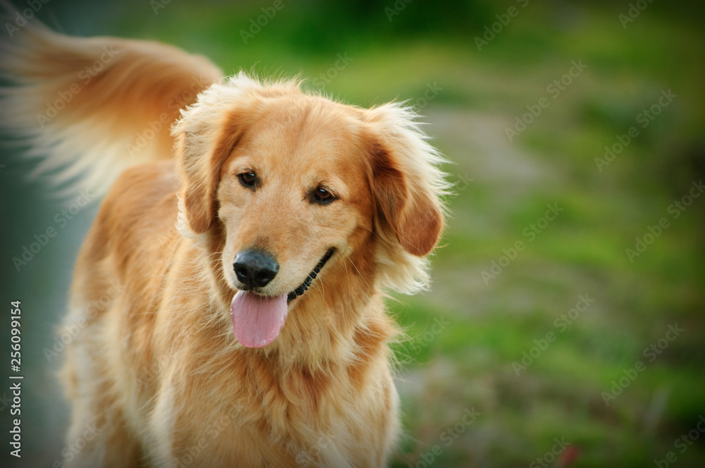 Golden Retriever dog outdoor portrait
