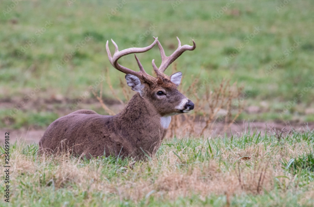 White Tailed Buck lying in green grass in Cades Cove. White Tailed Buck lying in green grass in Cades Cove.