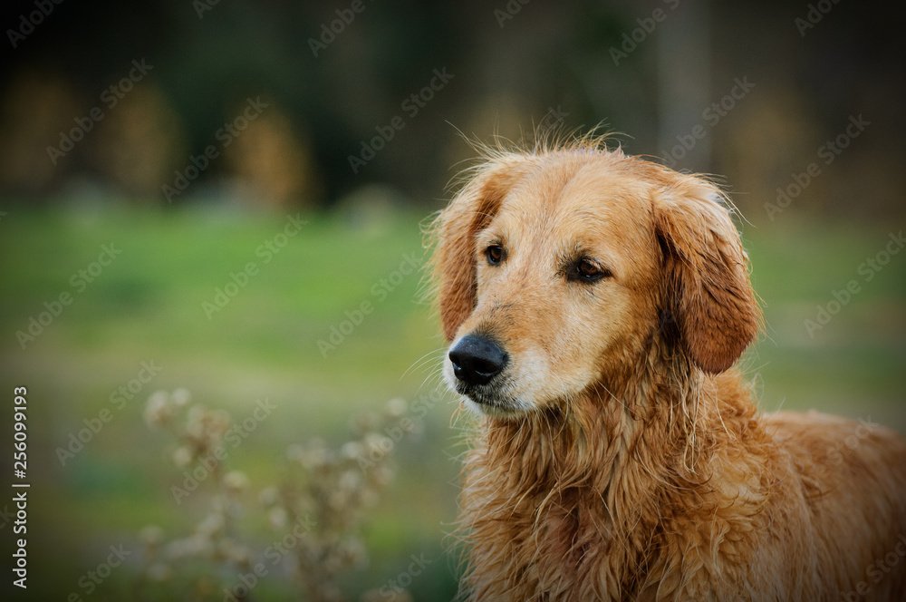 Golden Retriever dog outdoor portrait in field