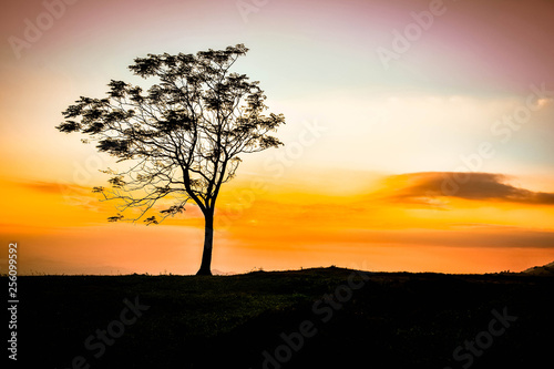 one tree on hill beautiful sunset standing alone   Silhouette tree yellow sky background