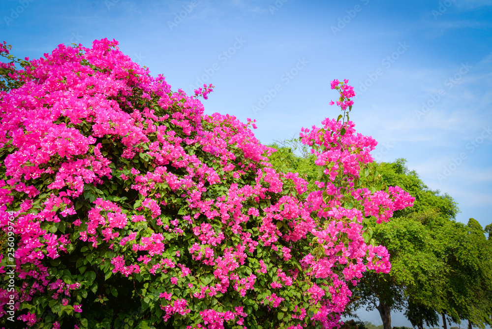 Pink bougainvillea flower beautiful blossoming in the garden park and blue sky background