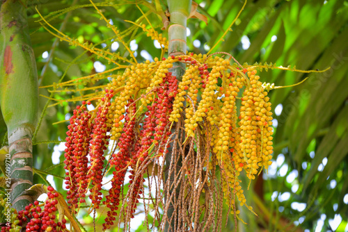Date palm fruit - Sealing wax palm on the tree