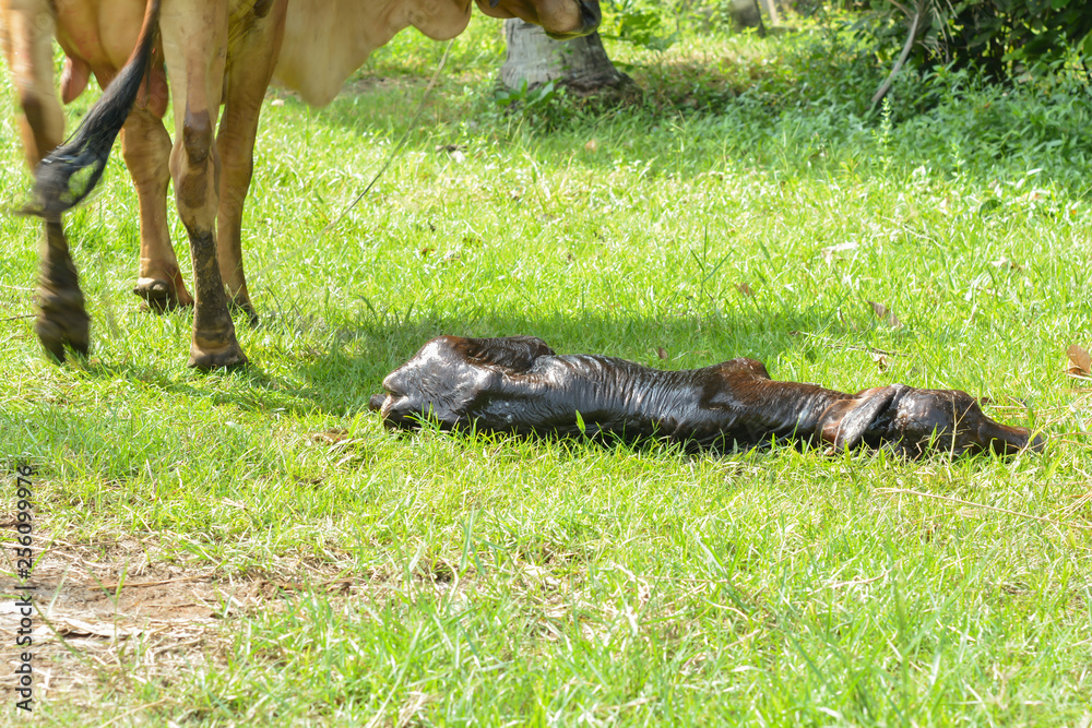 Fototapeta premium The cows are birth and the sun is in the morning.