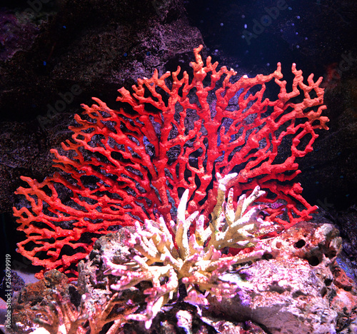 Fototapeta Naklejka Na Ścianę i Meble -  Flower sea living red coral reef growing on the rocks  marine life