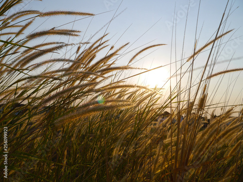 grass and blue sky