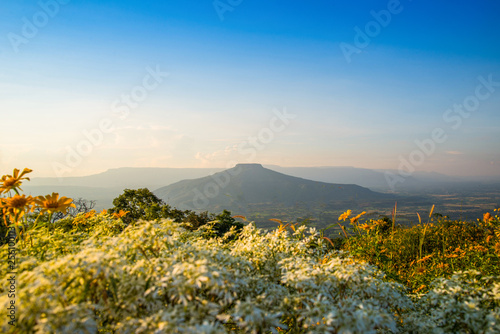 Landscape Thailand beautiful mountain scenery view on hill with tree marigold yellow and white flower