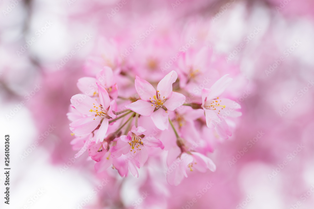 桜 桜