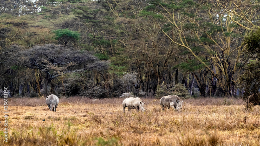 Fototapeta premium Three White Rhinos in Lake Nakuru Kenya