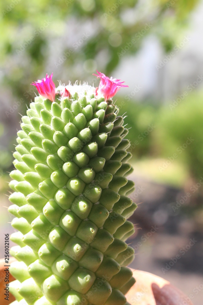 green cactus in pot with beautiful flowers green cactus in pot with beautiful flowers