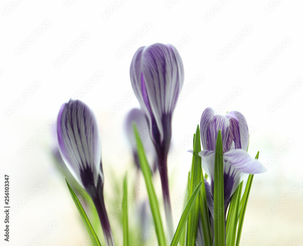 Naklejka premium Beautiful spring crocus flowers on blurred background, space for text