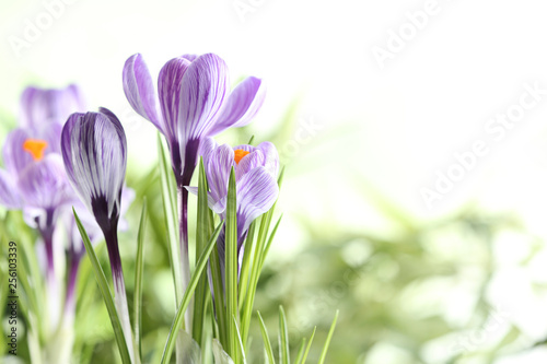 Beautiful spring crocus flowers on blurred background  space for text