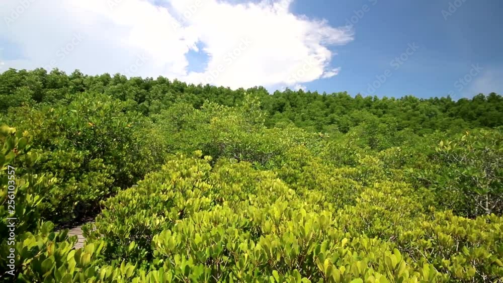 Green of Mangrove forest in Thailand Green of Mangrove forest in Thailand