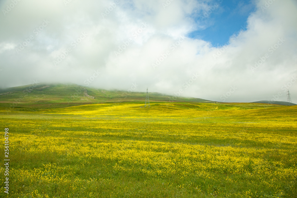 beautiful yellow flower  with grass field