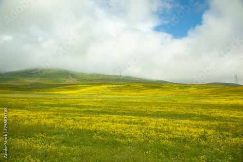 beautiful yellow flower  with grass field