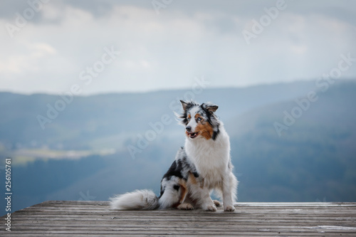 Dog Australian Shepherd on top of the mountain. Pet for a walk. Outdoors. Journey, mountains, in the morning
