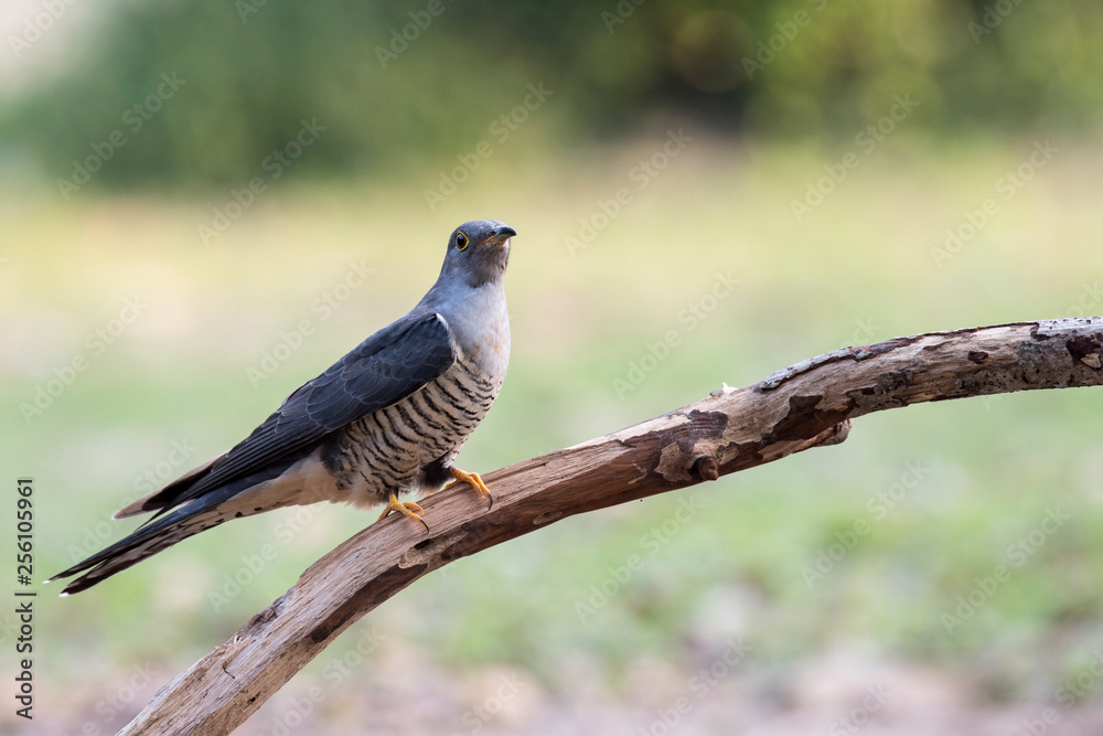 Himalayan Cuckoo Himalayan Cuckoo