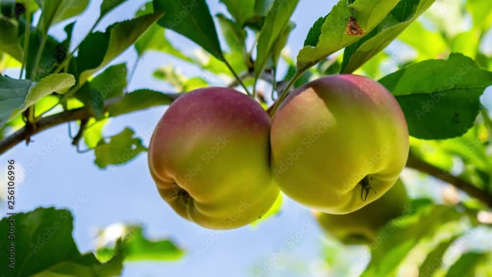 Zoom in on apples