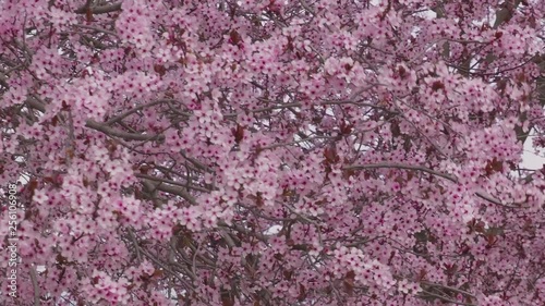 plum flower close up photo