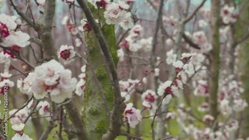 apricots trees flowers field at spring 3 photo