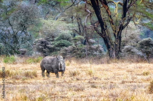 White Rhino in Lake Nakuru - Kenya