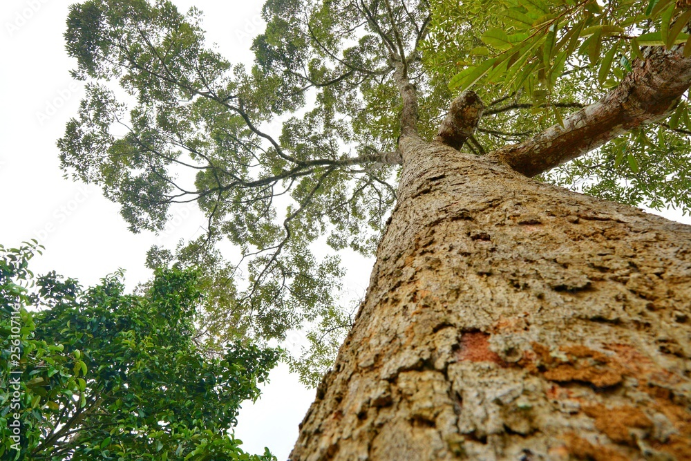 Looking up at big tree on blue sky and cloud as a background, beautiful nature sky with tree, Space for text in template, Ecological Concept, Selective focus Looking up at big tree on blue sky and cloud as a background, beautiful nature sky with tree, Space for text in template, Ecological Concept, Selective focus