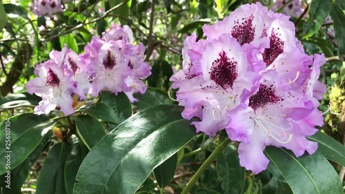 A close up of purple and white Rhododendron flowers. The national flower of Nepal. The state Flower of West Virginia and Washington. photo